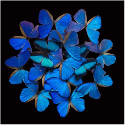 Blauer Schmetterling Explosion 120x120x2cm