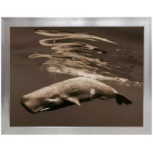 Payaa Pottwal 90x120x3cm (102668)