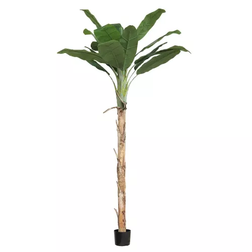 Bananenbaum Agnes Im Topf 270x40x30cm